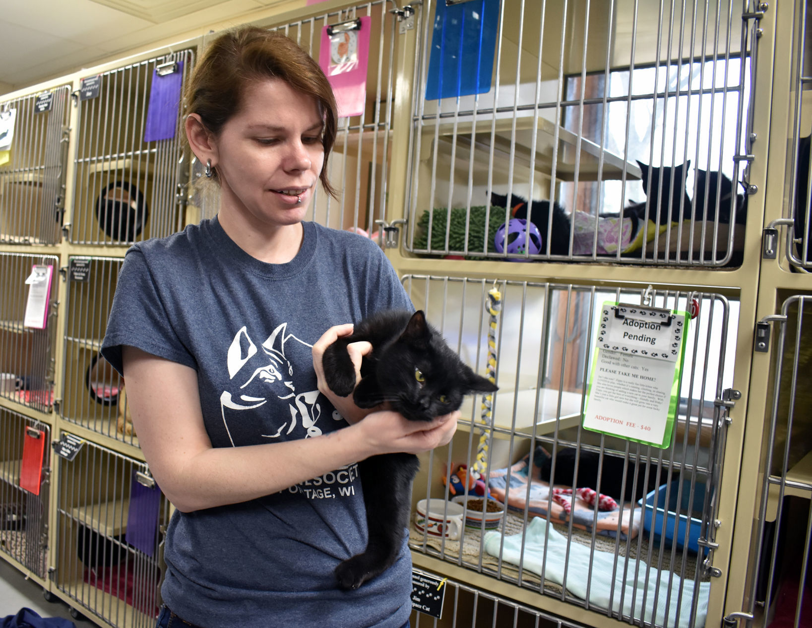 Portage Humane Society - black cat